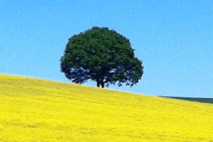 Baum-und-Rapsfeld