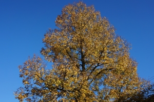 Linde-im-Herbst